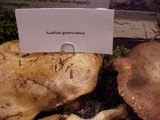 Suillus weaverae image