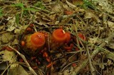 Calostoma cinnabarinum image