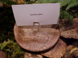 Suillus lakei image