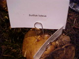 Suillus luteus image