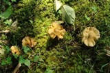 Entoloma strictius image