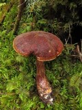 Boletellus mirabilis image