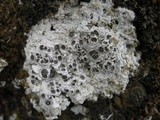 Diploschistes diacapsis image