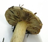 Lactarius pallescens var. pallescens image