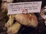 Suillus tomentosus image