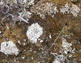 Diploschistes diacapsis image