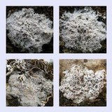Diploschistes diacapsis image