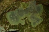 Porpidia albocaerulescens var. albocaerulescens image