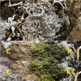 Diploschistes diacapsis image