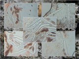 Diploschistes diacapsis image