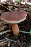 Tylopilus badiceps image