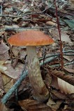 Leccinum aurantiacum image