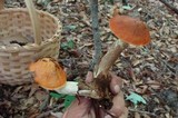 Leccinum aurantiacum image