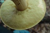 Leccinum aurantiacum image