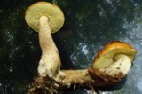 Leccinum aurantiacum image
