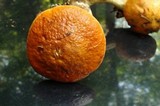 Leccinum aurantiacum image
