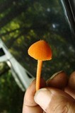 Entoloma quadratum image