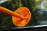 Entoloma quadratum image