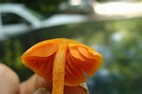Entoloma quadratum image
