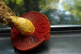 Cortinarius semisanguineus image