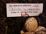 Pholiota squarrosoides image