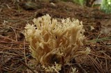 Clavulina coralloides image