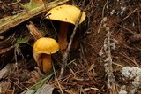 Suillus punctipes image