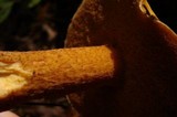 Suillus punctipes image