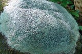 Porpidia albocaerulescens var. albocaerulescens image