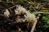 Clavulina coralloides image