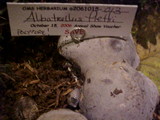 Albatrellus flettii image