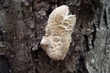 Lentinus tigrinus image