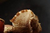 Lentinus tigrinus image