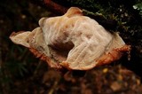 Auricularia angiospermarum image