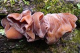 Auricularia angiospermarum image