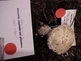 Amanita muscaria var. alba image