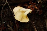 Lentinus levis image