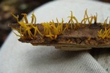 Calocera cornea image