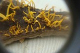 Calocera cornea image