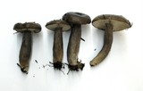Lactarius pseudomucidus image
