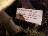 Amanita muscaria var. formosa image