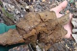 Xylobolus subpileatus image