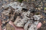 Xylobolus subpileatus image