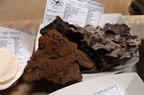 Xylobolus subpileatus image