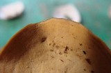 Microporellus obovatus image