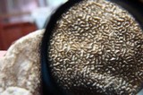 Cerrena unicolor image