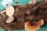 Royoporus badius image