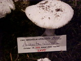 Amanita silvicola image