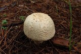 Amanita ravenelii image