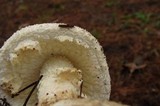 Amanita ravenelii image